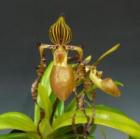 �ѥե����ڥǥ���� ����ǥꥢ�ʥ�<BR>Paph.sanderianum�ڲ֤ʤ����ۡ�smtb-TK��