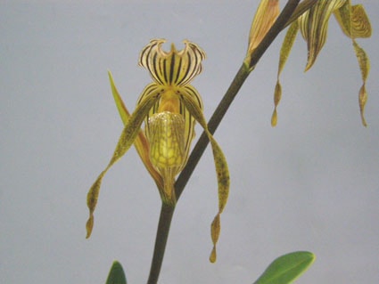 パフィオペディラム コロパキンギー<BR>Paph.kolopakingii【花
