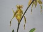 �ѥե����ڥǥ���� �����ѥ��󥮡�<BR>Paph.kolopakingii�ڲ֤ʤ����ۡ�smtb-TK��