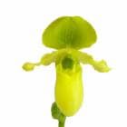 ڲ֤ʤ ѥեڥǥ ץʥ Paph.primulinum  3ȭ 15cm ֥(BS)