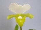 �ѥե����ڥǥ���� ���㡼�쥹���������� ����Х�<BR>Paph.charlesworthii var. album�ڲ֤ʤ����ۡ�smtb-TK��
