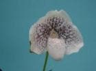 �ѥե����ڥǥ���� ����ȥ�<BR>Paph.ang-thong�ڲ֤ʤ�����