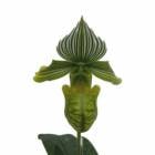 ڲ֤ʤ ѥեڥǥ ٥ʥ Х Paph.venustum var. album  3ȭ 20cm ֥(BS)