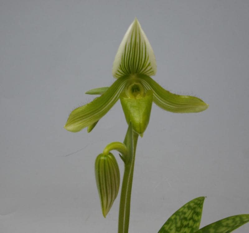 パフィオペディラム タイランデンセ アルバム<BR>Paph.thailandense