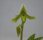 �ѥե����ڥǥ���� �������ǥ� ����Х�<BR>Paph.thailandense var. album�ڲ֤ʤ�����