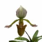 �ڲ֤ʤ����� �ѥե����ڥǥ���� �ե����ꥨ Paph.fowlie ���� 2.5��ȭ 15cm ���֥�����(BS)