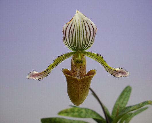 花なし株】 パフィオペディラム フォーリエ Paph.fowlie 原種