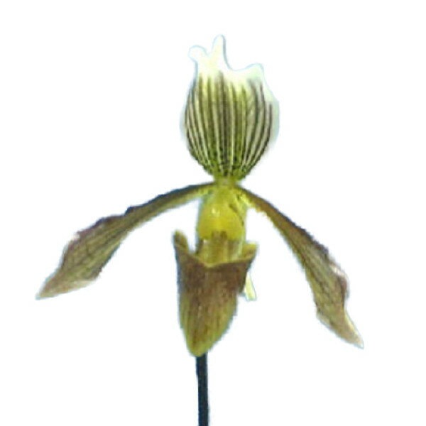 �ڲ֤ʤ����� �ѥե����ڥǥ���� ���ե��� Paph.affine ���� 3��ȭ 30cm ���֥�����(BS)