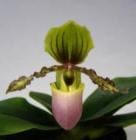 �ѥե����ڥǥ���� �����С��쥤�˥��ʥ� �����С��쥤�˥��ʥ�<BR>Paph.chamberlainianum var. latifolium�ڲ֤ʤ����ۡ�smtb-TK��