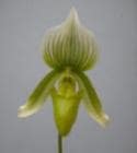 �ѥե����ڥǥ���� �����ƥ����� ����ǥ졼 �ƥե����ȥ�����饤���<BR>Paph.curtisii var. sanderae ��Fort Caroline�ǡڲ֤ʤ����ۡ�smtb-TK��