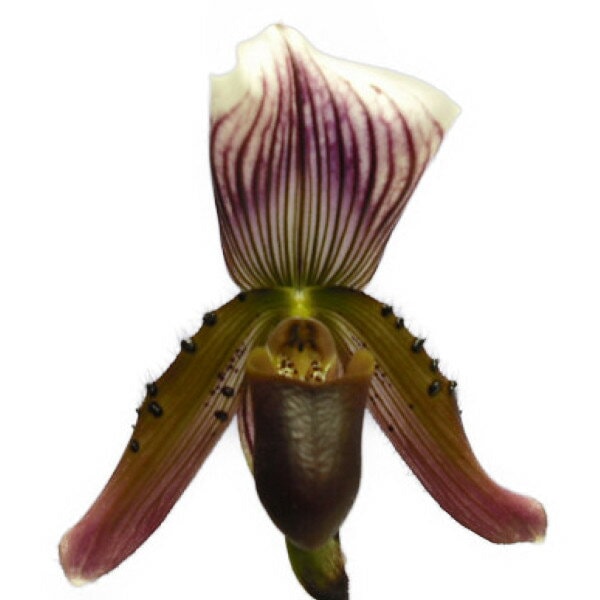 ڲ֤ʤ ѥեڥǥ  Paph.callosum  3ȭ 20cm ֥(BS)