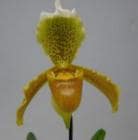�ѥե����ڥǥ���� ���󥷥���<BR>Paph.insigne�ڲ֤ʤ�����