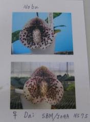 �ѥե����ڥǥ���� �٥������Paph.bellatulum�ڲ֤ʤ�����