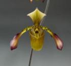 �ѥե����ڥǥ���� ����㡼�ǥ����ʥ�<BR>Paph.richardianum�ڲ֤ʤ����ۡ�smtb-TK��