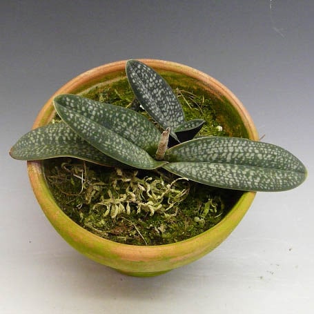 花なし株】 パフィオペディラム ミクランサム Paph.micranthum 原種