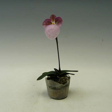 花なし株】 パフィオペディラム ミクランサム Paph.micranthum 原種