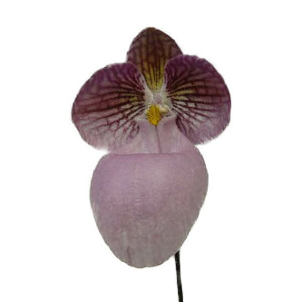 花なし株】 パフィオペディラム ミクランサム Paph.micranthum 原種
