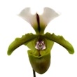 ڲ֤ʤ ѥեڥǥ ԥꥢʥ Paph.spicerianum  3ȭ 20cm ֥(BS)