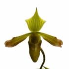 �ڲ֤ʤ����� �ѥե����ڥǥ���� �ӥ�� Paph.virens ���� 3��ȭ 25cm ���֥�����(BS)