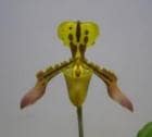�ѥե����ڥǥ���� ������ʥ�<BR>Paph.tigrinum (=markianum)�ڲ֤ʤ����ۡ�smtb-TK��