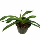 ڲ֤ʤ ѥեڥǥ 󥷥 ˡ Paph.insigne var. Chantinii  3ȭ 20cm ֥(BS)