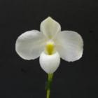 �ѥե����ڥǥ���� �ǥ�ʥǥ��� ����Х�<BR>Paph.delenatii var. album (��Basic�� x self)�ڲ֤ʤ�����