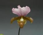 �ѥե����ڥǥ���� ���㡼�륹����������<BR>Paph.charlesworthii�ڲ֤ʤ�����