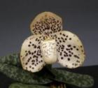 �ѥե����ڥǥ���� �����󥷥�ͥ�<BR>Paph.wenshanense�ڲ֤ʤ�����