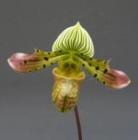 �ѥե����ڥǥ���� �٥ʥ�����<BR>Paph.venustum�ڲ֤ʤ�����