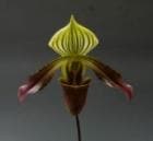 �ѥե����ڥǥ���� ����Х˥��ʥ�<BR>Paph.urbanianum�ڲ֤ʤ�����