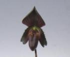 ѥեڥǥ ӥ˥ե<BR>Paph.viniferumڲ֤ʤ