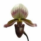 �ڲ֤ʤ����� �ѥե����ڥǥ���� �С��Х��� �ƥĥ��Х��ץ饤���� Paph.barbartum ��Tsukuba Surprise�� SM/JOGA ���� 3��ȭ 25cm ���֥�����(BS)