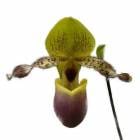 �ڲ֤ʤ����� �ѥե����ڥǥ���� �⥱�����ʥ� Paph.moqueteanum ���� 3��ȭ 20cm ���֥�����(BS)