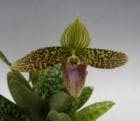 �ѥե����ڥǥ���� �����ϥ��꡼ �ƥ������<BR>Paph.sukhakulii ��Suwada�� BM/JOGA�ڲ֤ʤ�����