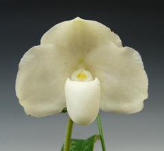 ѥեڥǥ 塼 ߥPaph.leucochilum var. semi-alba (album x semi-alba)ڲ֤ʤ