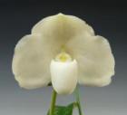 �ѥե����ڥǥ���� ��塼������� ���ߥ����<BR>Paph.leucochilum var. semi-alba (album x semi-alba)�ڲ֤ʤ�����