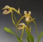 �ѥե����ڥǥ���� �ץ���ե����<BR>Paph.platyphyllum (=stonei var. latifolium)�ڲ֤ʤ�����