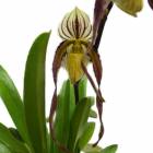 ڲ֤ʤ ѥեڥǥ 졼ӥ Paph.laevigatum  3.5ȭ 25cm ֥(BS)