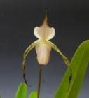 �ѥե����ڥǥ���� ���ȥͥ�<BR>Paph.stonei (��Kuon No.2�� BM/JOGA x ��Stone River�� BM/JOGA)�ڲ֤ʤ�����