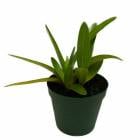 ڲ֤ʤ ѥեڥǥ  Paph.exul  3ȭ 25cm ֥(BS)