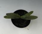 �ѥե����ڥǥ���� �ߥ���󥵥� ���С��ͥ���<BR>Paph.micranthum var. eburneum�ڲ֤ʤ�����