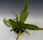 �ѥե����ڥǥ���� �������㥤��ǥ����ʥ� �ƥܥ륯��<BR>Paph.rothschildianum ��Borch�� BM/JOGA�ڲ֤ʤ�����