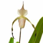 ڲ֤ʤ ѥեڥǥ ȥͥ Paph.stonei  6ȭ 40cm ֥(BS)
