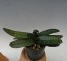 �ѥե����ڥǥ���� ���ǥե�����<BR>Paph.godefroyae�ڲ֤ʤ�����