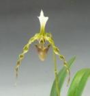 �ѥե����ڥǥ���� �������󥵥�<BR>Paph.dianthum�ڲ֤ʤ�����