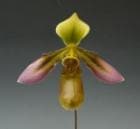 �ѥե����ڥǥ���� �ա����졼<BR>Paph.hookerae�ڲ֤ʤ�����