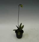 �ڲ֤ʤ����� �ѥե����ڥǥ���� �֥�˥��ʥ� Paph.bullenianum ���� 3��ȭ 30cm ���֥�����(BS)