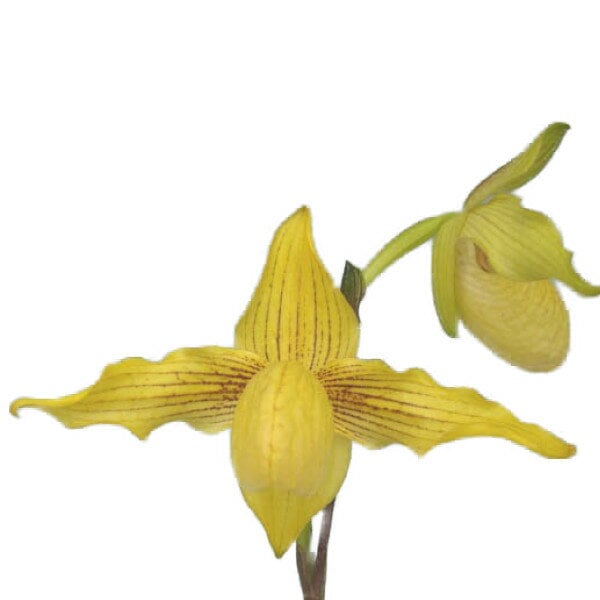 �ڲ֤ʤ����� �ѥե����ڥǥ���� �ɥ르��ǥ��� Paph.Dollgoldii ���ۼ� 3��ȭ 25cm ���֥�����(BS)