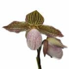 ڲ֤ʤ ѥեڥǥ ꥢΡ Paph.Gloria Naugle ۼ 3ȭ 15cm 1֥(NBS)