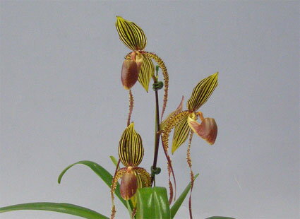 花なし株】 パフィオペディラム プリンスエドワードオブヨーク